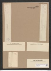 Synedra ulna var. splendens (Kuetz). Brun. (de-Toni-Nr.: Genus 66, Species 2584) Zeichnungen Sammlung Grunow Nr. 5230 (NHMW-BOT-W0373601)